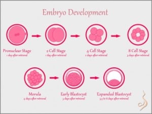 Embryo-Development-466x350